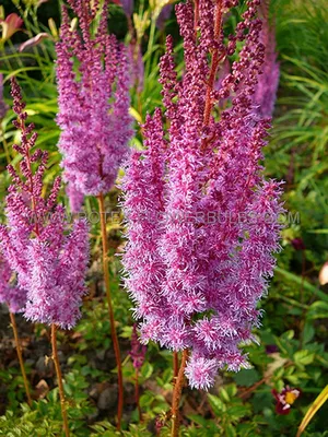 ASTILBE CHINENSIS 'SUPERBA' VAR. (25 P.BAG) | Rotex Flowerbulbs BV