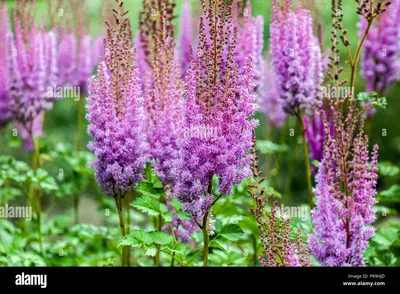 Purple Astilbe chinensis ' Superba ' Stockfotografie - Alamy