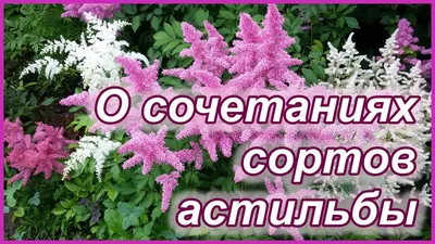 Кто то еще не любит астильбу?!? Ох, зря... ) О сочетаниях сортов астильбы в  моем саду. - YouTube