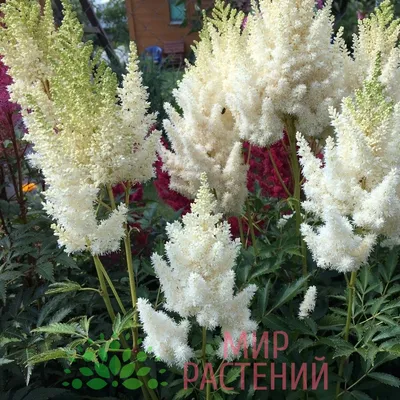 Астильба Арендса Сноу Стар (Astilbe arendse Snowstar) - Питомник саженцев и  сортовых растений \"Мир растений\"