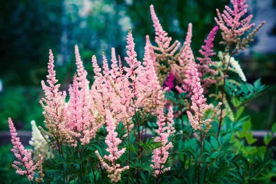 Астильба (лат. Astilbe) – посадка и уход | Моя дача