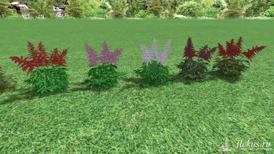 База растений «Астильба 3d» для Realtime Landscaping Architect | flokus.ru  - ландшафтный дизайн