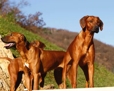 Pin på Rhodesian Ridgeback