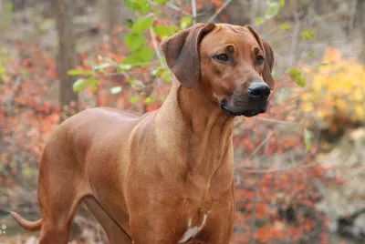 Риджбек родезийский (Rhodesian Ridgeback, African Lion Hound) | ZOODOM