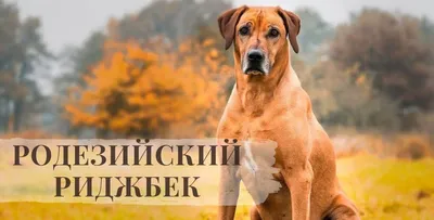 Родезийский риджбек описание, фото, характер, уход, содержанеи породы