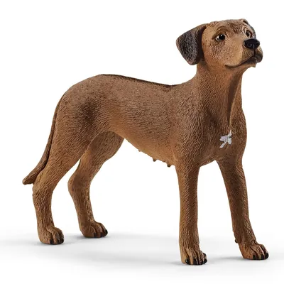 Фигурка SCHLEICH Родезийский риджбек 13895 купить в интернет-магазине  Детский мир