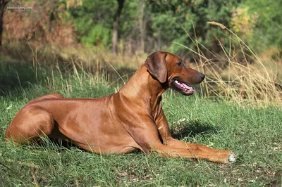 Русский) Родезийский риджбек. Собаки нашего питомника - Kiswahili Ridgeback