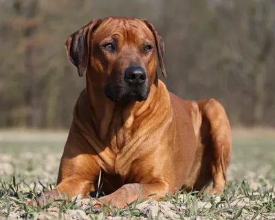 Родезийский риджбек (Rhodesian Ridgeback) - это умная, смелая, бдительная и  независимая порода собак. Фото, описание, отзывы владельцев.