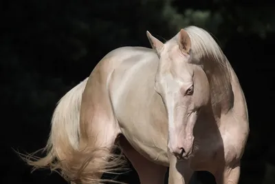Изабелловая масть лошади - 56 фото: смотреть онлайн
