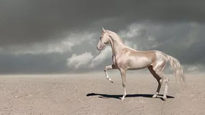 Как выглядит самый красивый конь в мире (Видео) - Телеграф