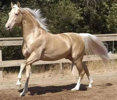 Золотая лошадь - 29 фото