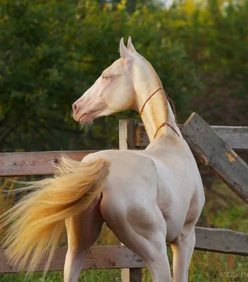 Ахалтекинская лошадь изабелловой масти - 62 фото