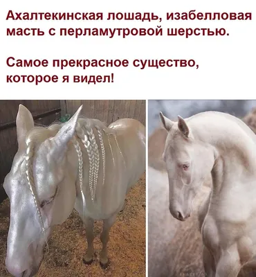 Ахалтекинская лошадь изабелловой масти - 69 фото