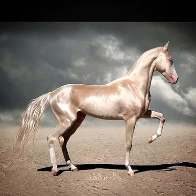 Изабелловая масть лошади - 43 фото