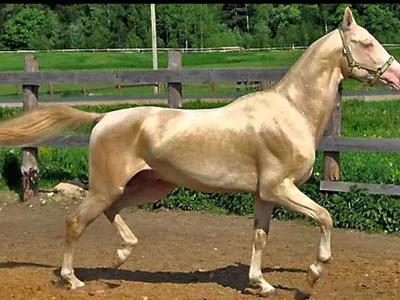 Конь неземной красоты — ахалтекинец Ак Гёз Гели | Животные | Дзен