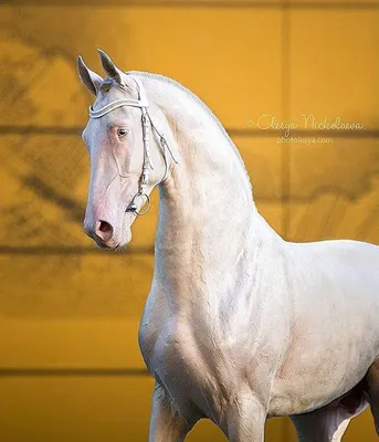 Изабелловая Ахалтекинская лошадь (54 фото)