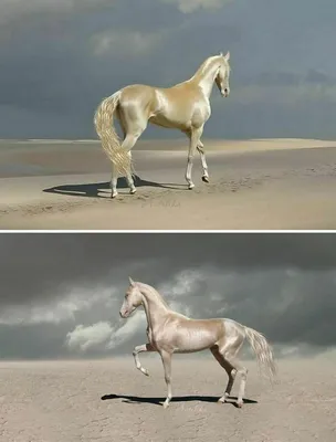 15 пользователей показали своих лошадей, и эти животные просто великолепны