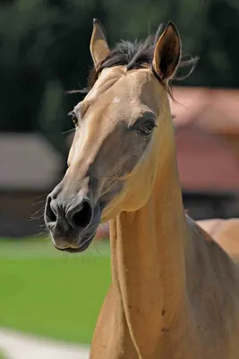 Ахалтекинец: \"небесный аргамак\" из туркменских пустынь | Lovehorses.ru