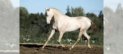 Лошадь,Ахалтекинец Изабелловой масти,мерен купить в Барвихе | Животные и  зоотовары | Авито