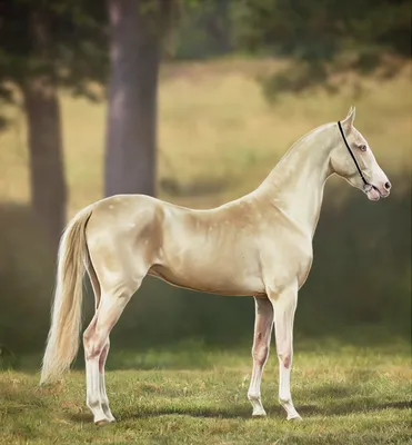 Конь изабелловой масти - 82 фото