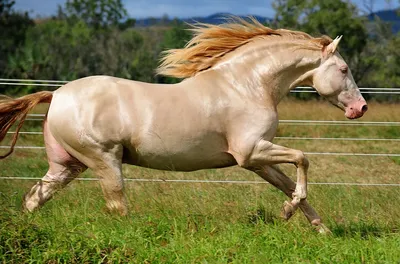 Масти лошадей (40 лучших фото)