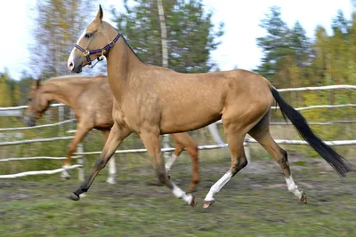 Ахалтекинская лошадь: история породы, внешний вид, основные масти,  особенности ухода, применение, разведение, цена породы