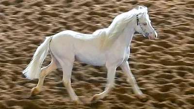 Футаж Лошади. Красивые Лошади Видео. Породы Лошадей. Уэльский Пони. Лошадь Изабелловой  Масти - YouTube