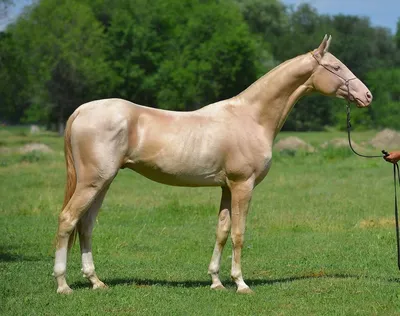 Американская кремовая порода лошадей (32 фото)