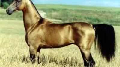 Ахалтекинская лошадь: описание породы