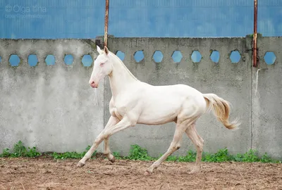 Богатая Изабелловая масть у лошадей ахалтекинской породы