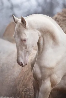 Изабелловая лошадь - 56 фото: смотреть онлайн