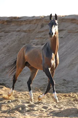 Ахалтекинская порода лошадей - 74 фото