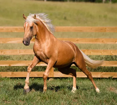 Разнообразие мастей лошадей | EquiLife.ru - Первый Конный журнал online