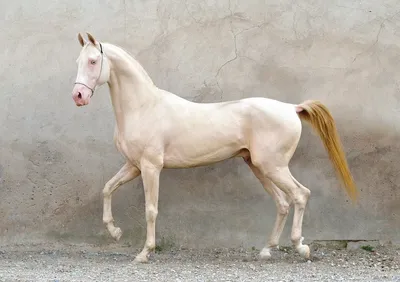 Идеи на тему «АхалТеке» (86) | ахал теке, красивые лошади, ахалтекинская  лошадь