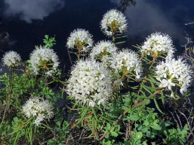 Багульник болотный (Ledum palustre L.)