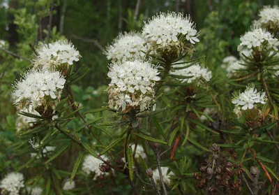 Ledum palustre - Изображение особи - Плантариум