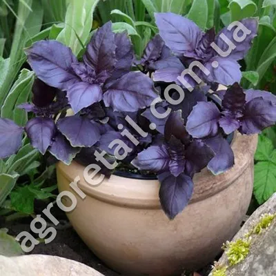 Базилик Арарат фиолетовый 1 г Gl Seeds, цена 5.70 грн — Prom.ua  (ID#1075106016)