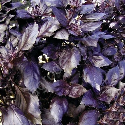 Базилик Арарат (фиолетовый) 390 руб. AGRO4633