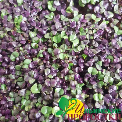Базилик фиолетовый Арарат для проращивания микрозелени и беби листьев  купить в магазине «Ильинские травы»