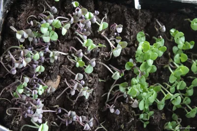 Семена Ваше хозяйство базилик овощной фиолетовый Арарат - «Как правильно  выращивать базилик? Самый урожайный сорт базилика фиолетового - Арарат. » |  отзывы