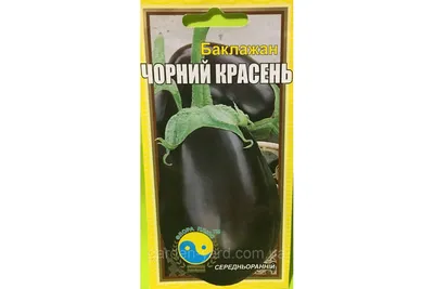 Насіння баклажан Чорний красень, 0,3 г. Флора плюс - купити Насіння баклажан  Чорний красень, 0,3 г. Флора плюс в Україні поштою. Насіння баклажан Чорний  красень, 0,3 г. Флора плюс з Голландії дешево, оптом