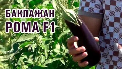 РОМА F1 - Супер баклажан с превосходными вкусовыми качествами (13-08-2018)  - YouTube