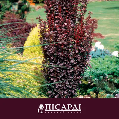 Barbaris Thunberga'Helmond Pillar' - Садовый центр Pisardi Zabuccia - ландшафтный дизайн, растения