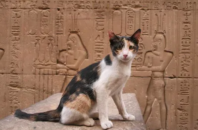 Фото Древнеегипетская богиня Бастет сидит на троне