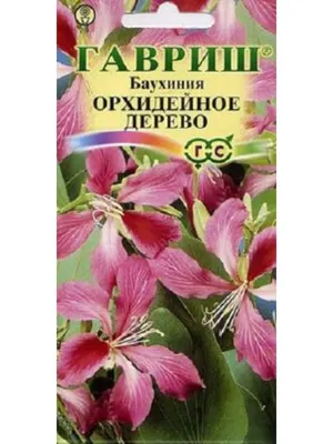 Цветы Баухиния Орхидейное дерево Гавриш 38481063 купить за 237 ₽ в  интернет-магазине Wildberries