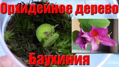 Мои комнатные растения Баухиния или Орхидейное дерево - YouTube