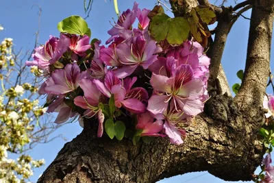 Баухиния (Орхидейное Дерево) - выращивание из семян в домашних условиях