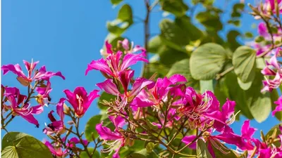 Баухиния - орхидейное дерево: уход в домашних условиях, фото