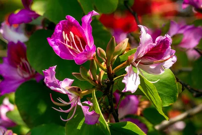 Баухиния — как вырастить дома орхидейное дерево? Фото — Ботаничка