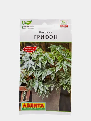 Бегония Грифон 3шт (семена, цветы) за 200 ₽ купить в интернет-магазине  KazanExpress